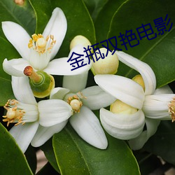 金瓶双艳电影