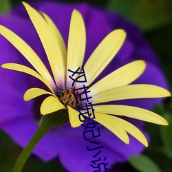 双世宠(chǒng)妃(fēi)小(xiǎo)说