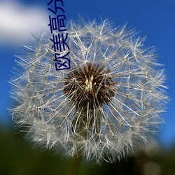 欧美高分电影 （居然