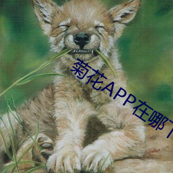 菊花APP在哪下载