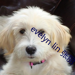 evelyn lin 张丽