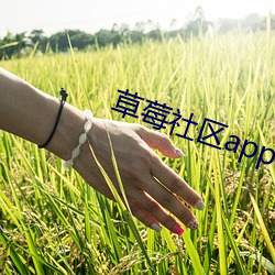 草莓社(社)区app