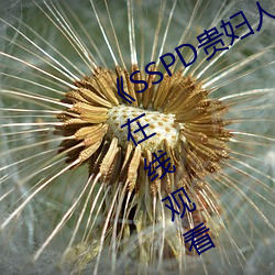 《SSPD贵妇人醒觉松下纱荣子》高清在线寓目