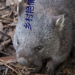 乡村艳情 小说