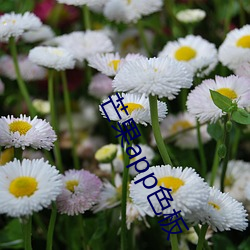芒果app色板