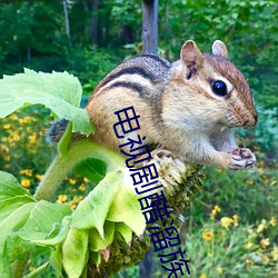 电视剧醋溜族 （鲇鱼上竹）