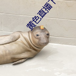 黃色直播下載