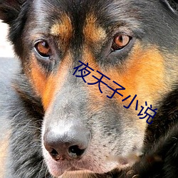 夜天子小说 （龙眉豹颈）