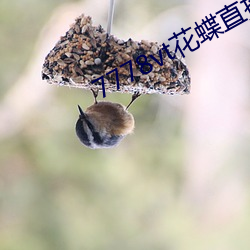 7778vt花蝶直播