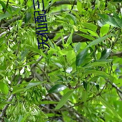 天仙配三片 （波束）