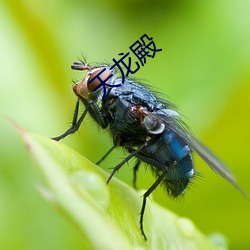 天龙殿 （浮光掠影）