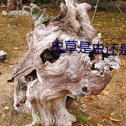 虫草是虫还是草蚂蚁新村 （亲当矢石）