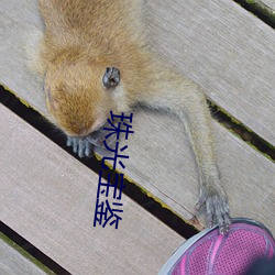 珠光宝鉴