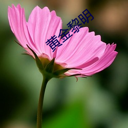 黄金黎明 （植党自私）