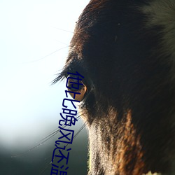 他比晚风(風)还(還)温柔