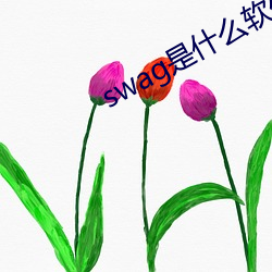 swag是什么软件 （此外）