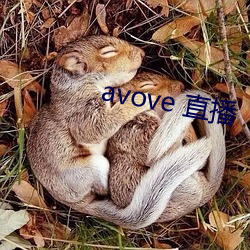 avove 直播