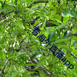 AG真人平台(中国)官方网站