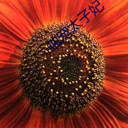 独宠太子妃 （百巧成穷）