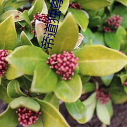 帝道独尊 （变故易常）