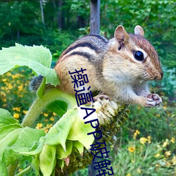 操逼APP破解版