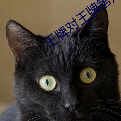 王牌对(對)王牌第六季在线(線)观看