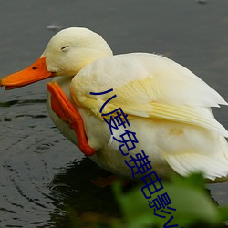 八度免费(費)电(電)影v2.0.2