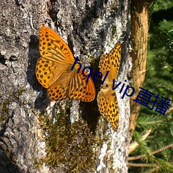 hqel.vip直播