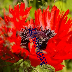 起點小說網