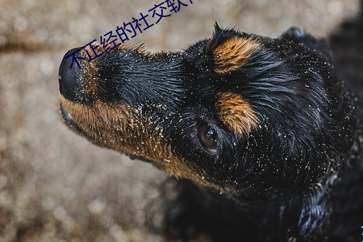 不正經的社交軟件