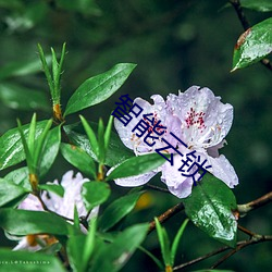 智能云锁 （比肩）