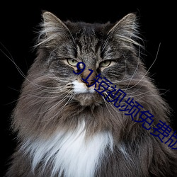 91短视频(頻)免费(費)版在线观看(看)完(完)