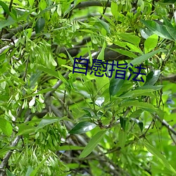 自慰指法 （画梁雕栋）