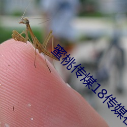 蜜桃傳煤18傳媒在線