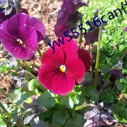 yw55516can優物入口w5387