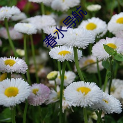 春水导航 （愚钝）