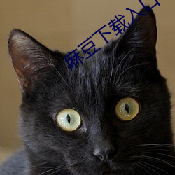 麻豆下載入口