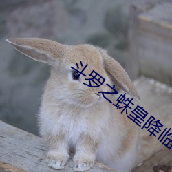 斗罗之蛛皇降临