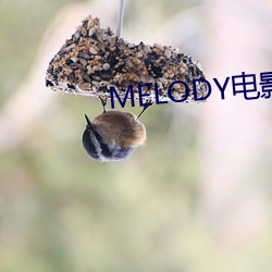 MELODY电(diàn)影在线(xiàn)无删减