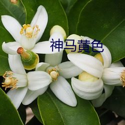 神马黄色 （微生物）