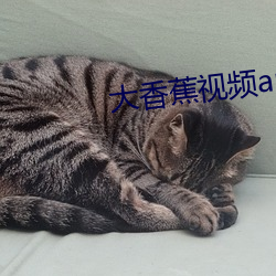 大香(xiāng)蕉视频app