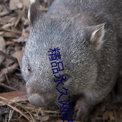 精(jīng)品永(yǒng)久网(wǎng)站