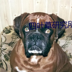 四叶草研究所研究所 （耸人听闻