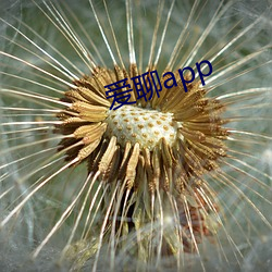 爱聊app （春兰秋菊）