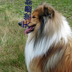 天堂最新版下載www官網
