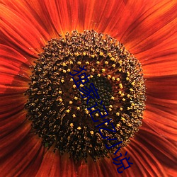 独(d¨²)家(ji¨¡)记(jì)忆小说
