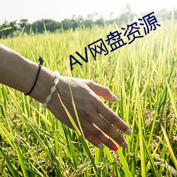 AV网盘资源