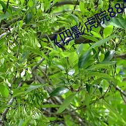 《四影虎院8844mc