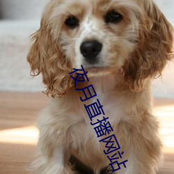 夜月直播网站