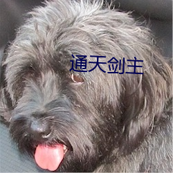 通天剑主(zhǔ)